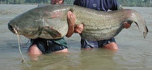 big catfish.jpg