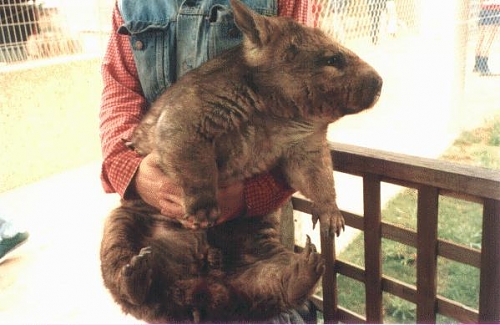 wombat2.jpg