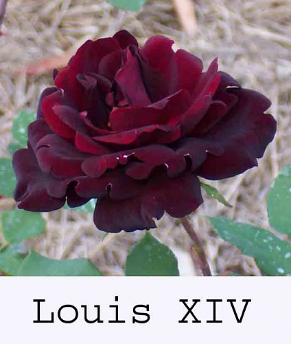 louis xiv 000.jpg