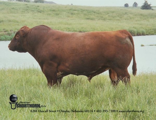 Shorthorn%20Bull.jpg