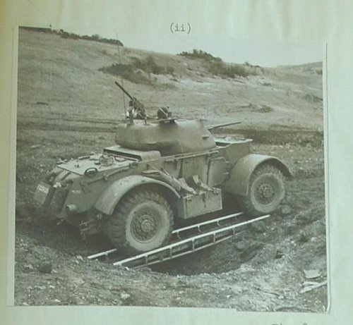 Staghound on  bridging trays.jpg