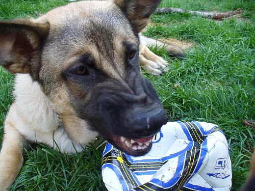 My soccer ball.JPG